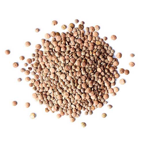 عدس ریز های‌شاپ